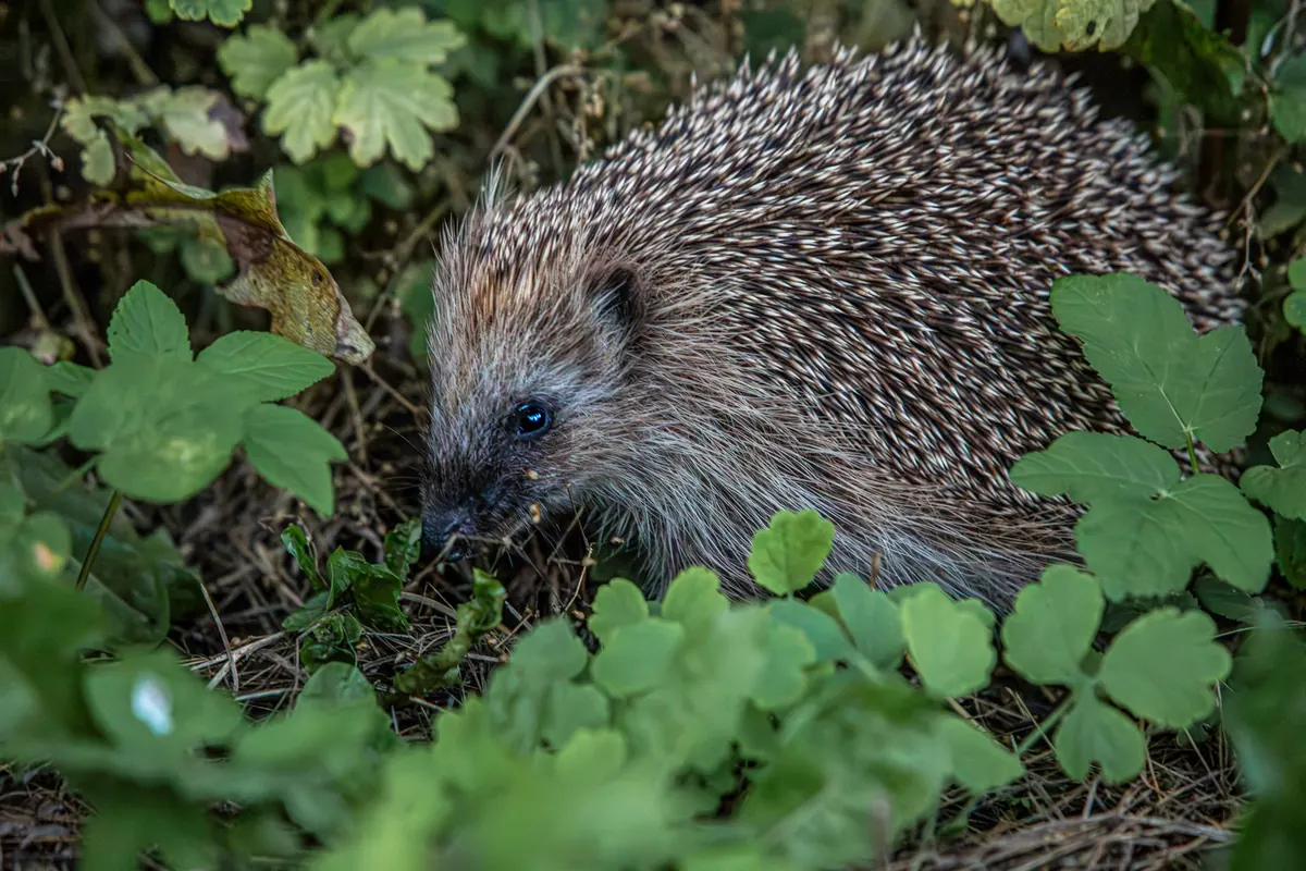 10 Common Birdwatching Mistakes Beginners Make (and How to Avoid Them)