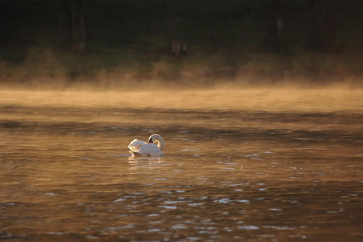 Bird Ringing and Citizen Science: How Your Sightings Help UK Conservation