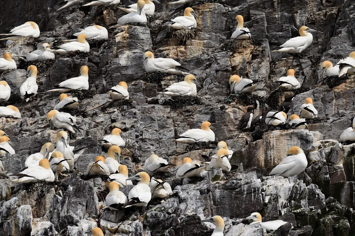 Five UK Coastal Walks for Seabird Watching in Spring and Summer