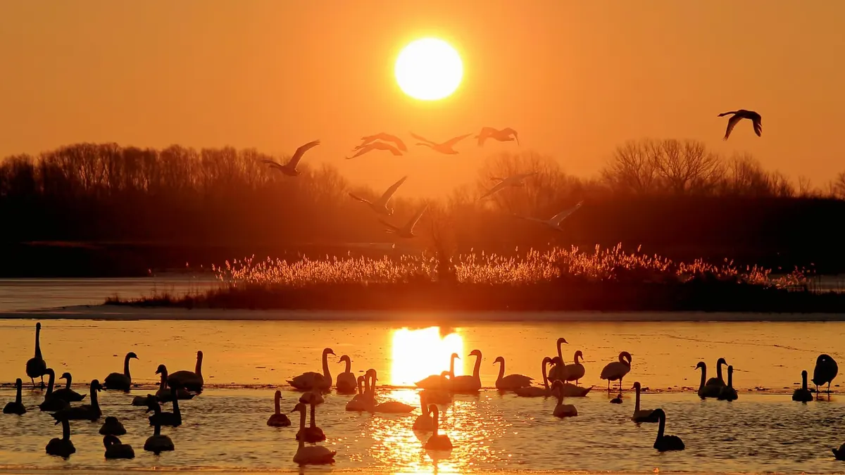 Winter Birdwatching in the UK: Wetlands, Estuaries and Garden Feeders